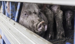 Xót xa đoạn clip đàn lợn vùng vẫy khi bị giết bằng khí ngạt