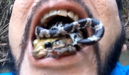 Người đàn ông ngậm rắn, ếch độc để phản đối nạn phá rừng Amazon