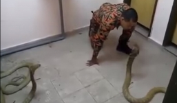 'Thót tim' với màn đùa giỡn rắn hổ mang chúa của lính cứu hỏa