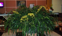 Chậu địa lan Sa Pa 100 cành giá gần 100 triệu 