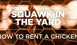 Dịch vụ lạ 'cho thuê gà' kiếm 2 triệu/ngày/đơn hàng