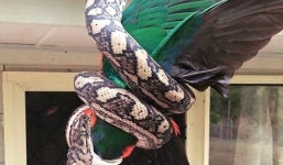 Hãi hùng cảnh trăn nuốt chửng vẹt