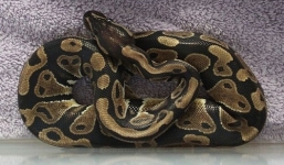 Trăn Hoàng gia hồi sinh diệu kì sau khi bị đông cứng