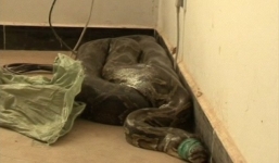 Bắt được trăn khổng lồ trăm tuổi cạnh đường cao tốc