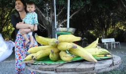Chuối “khổng lồ' 1kg/quả ở Bến Tre, Trà Vinh