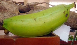 Lạ lùng giống chuối ra quả nặng 1kg có giá 20.000/quả