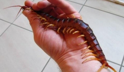 Nuôi rết khủng làm thú cưng xôn xao mạng xã hội