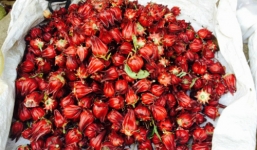 “Thần dược” hoa atiso bán rong đầy đường