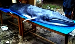 Cá voi nặng hơn 200kg dạt vào bờ biển Quảng Nam