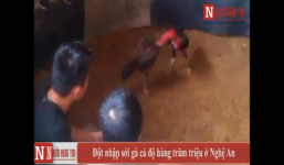 Video: Đột nhập sới gà cá độ hàng trăm triệu ở Nghệ An