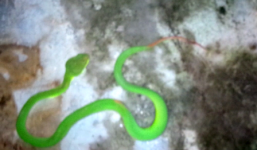 Quảng Nam: Dược sĩ nhập viện vì bị rắn lục đuôi đỏ cắn