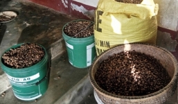 Vào rừng nhặt “của rơi”, cả làng kiếm tiền tỷ