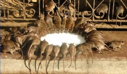 Video: Cận cảnh ngôi đền kỳ lạ thờ 20.000 con chuột tại Ấn Độ 