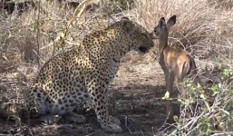 Video 'sát thủ săn mồi' ngưng tấn công, chăm sóc con mồi lạc mẹ