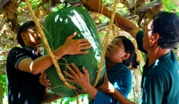 Những củ, quả khổng lồ kỳ dị ở Việt Nam