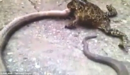 Video: Cóc nuốt rắn hổ dài gần 1m