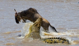 Linh dương sa lầy bị 'sát thủ đầm lầy' tiêu diệt trong 1 giây