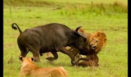 Trâu rừng dũng mãnh húc sư tử cứu đồng loại