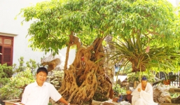 Đại gia Việt “đua” nhau trưng Tết cây cảnh 20 tỷ 