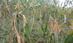 Nghệ An: Lạ kỳ chuột ăn thuốc diệt chuột mà vẫn sống bình thường