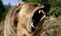 Video: Gấu khủng thể hiện kỹ năng săn mồi hơn cả sư tử