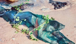 Bác thông tin bắt được 'nàng tiên cá' 48kg ở Quảng Nam