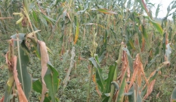 Chuyện lạ ở Nghệ An: Thuốc chuột không diệt được chuột