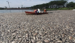 Kỳ lạ hàng trăm tấn cá chết nổi trắng sông ở Indonesia