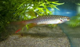 Kỳ lạ loài cá thích phi lên cây để đẻ trứng