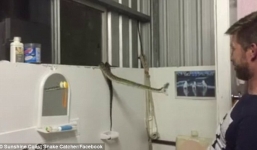 Video: Trăn 'khủng' chui từ máy giặt hung hăng tấn công chủ nhà