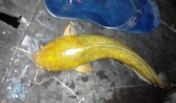 Bắt được cá trê màu vàng kỳ lạ ở Sài Gòn