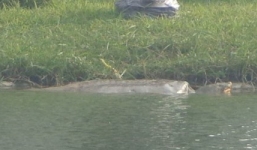 Cụ Rùa Hồ Hoàn Kiếm nổi hơn 2 tiếng gần đường Lê Thái Tổ