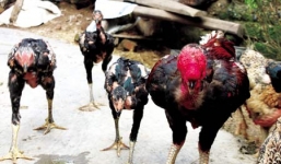 Gà Hồ 6kg, giá 4 triệu đồng/con ở Bắc Ninh