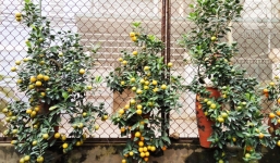 Người dân Hà thành chi 20 triệu mua quất bonsai chơi Tết