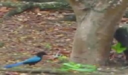 Rắn lục 'khủng' chết thảm vì những cú mổ điên cuồng của chim xanh