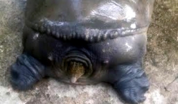 Hải Dương: Phát hiện baba 'khủng' nặng 22kg, giá 18 triệu