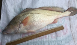 Bắt được cá sủ vàng tiền tỷ nặng 4kg ở Cần Thơ