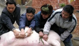 Mổ lợn hơn tạ, thấy báu vật 2 tỷ đồng