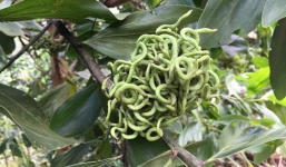 Loại quả như bùi rắn lục ở Quảng Ngãi
