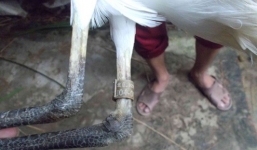 Bắt được cò lạ đeo vòng có chữ Trung Quốc