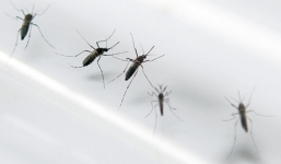 Brazil: Cảnh báo nguy cơ tử vong do virus hại não Zika 