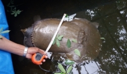 'Cua đinh' khổng lồ nặng 25kg ở Đồng Tháp là rùa mai mềm