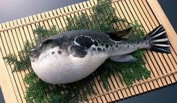 Đặc sản cá nóc kịch độc tiền triệu, một miếng giết chết 30 người