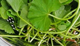 Rau má và những công dụng bất ngờ cho sức khỏe