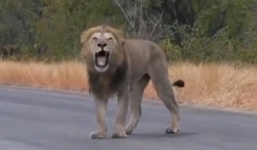 Sư tử đực bị đuổi khỏi đàn khóc thét giữa đường
