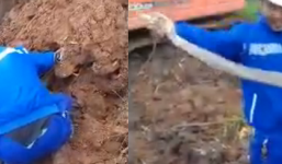 Video: Nam thanh niên tay không bắt rắn hổ mang ở Thái Bình