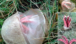 Thực hư về bức ảnh 'trứng người ngoài hành tinh' trên mạng xã hội