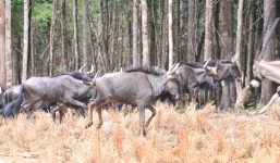 Cận cảnh vườn thú quý 3000 con 3300 tỷ ở Phú Quốc