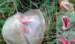 Video: Cận cảnh sinh vật lạ 'ngón tay quỷ' chui ra từ trứng