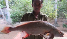 Cá lạ 2,4kg được trả giá 200 triệu đồng không bán